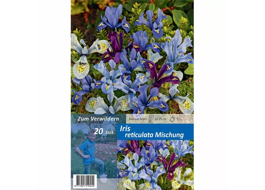 Iris reticulaa Mischung, Blumenzwiebel