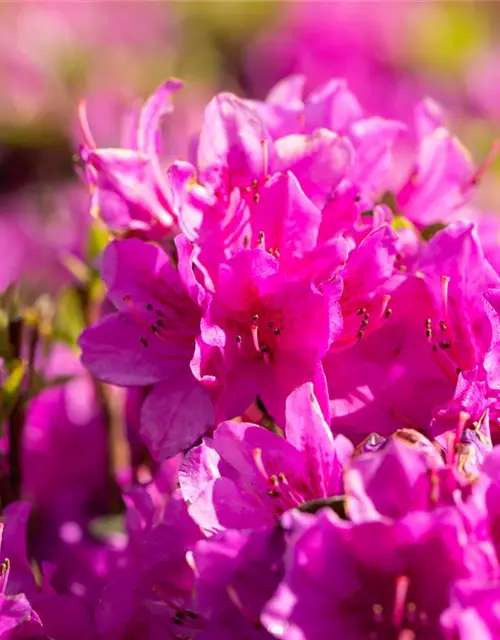 Rhododendron obtusum 'Lady Dark'® (S)