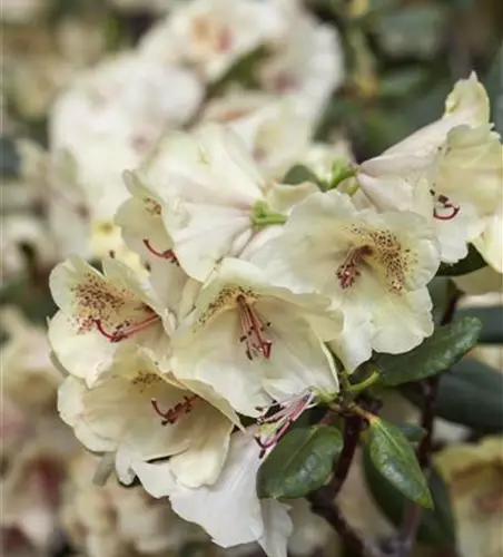 Rhododendron-Hybride 'Viscy'