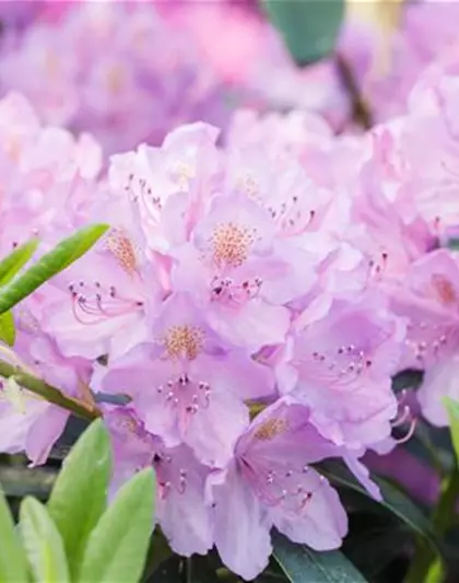 Rhododendron 'INKARHO® Lila Dufthecke'