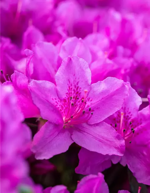 Rhododendron obtusum 'Lady Dark'® (S)