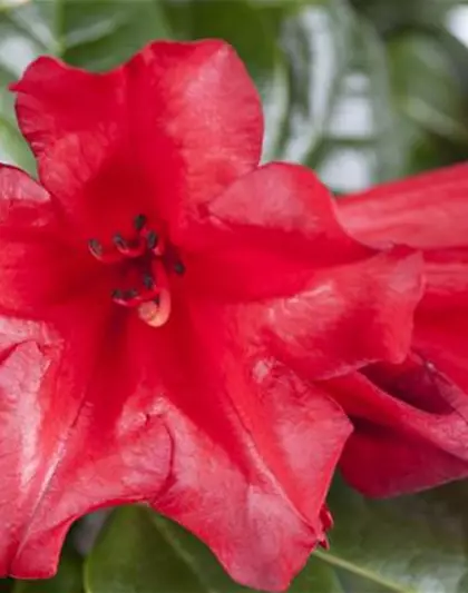 Zwergrhododendron 'Scarlet Wonder'