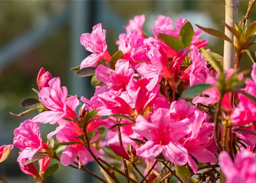 Rhododendron obtusum 'Madame Albert von Hecke', Japanische Azalee