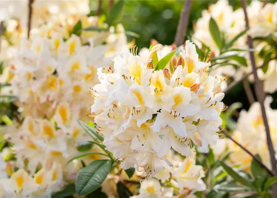 R Rhododendron luteum 'Daviesii'