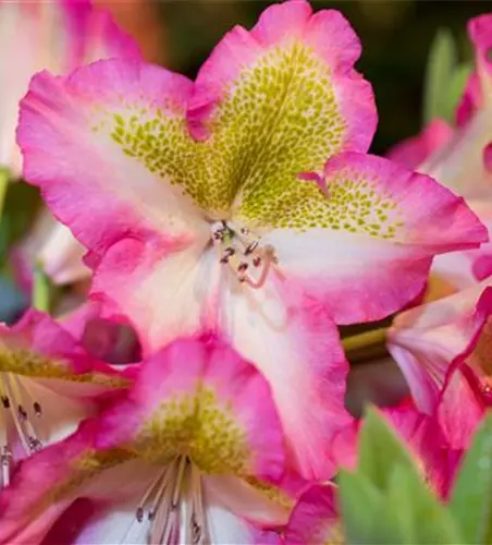Rhododendron viscosum 'Quiet Thoughts'