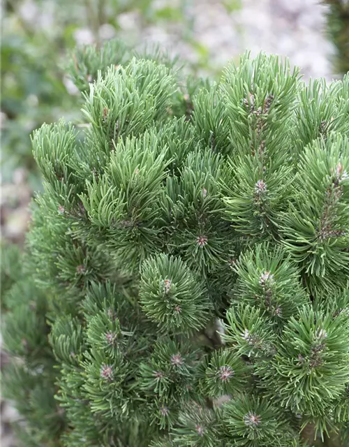 Pinus mugo 'Picobello'