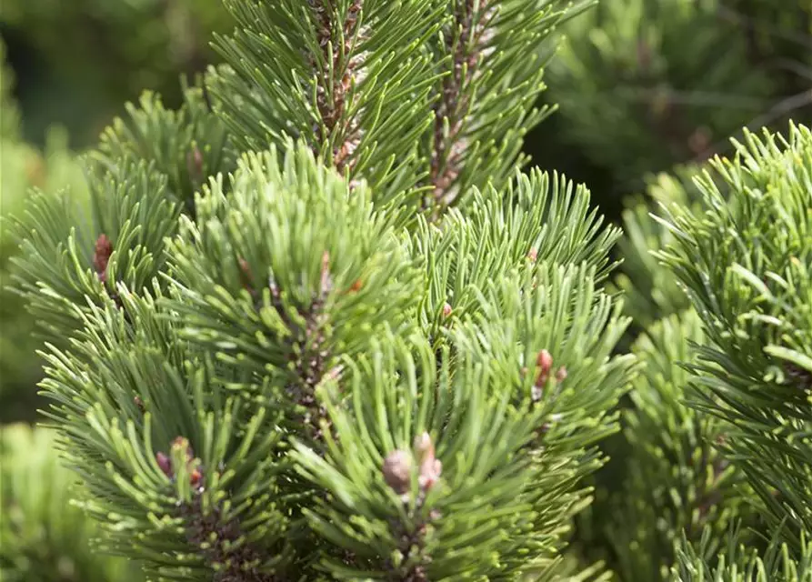 Pinus mugo 'Picobello'