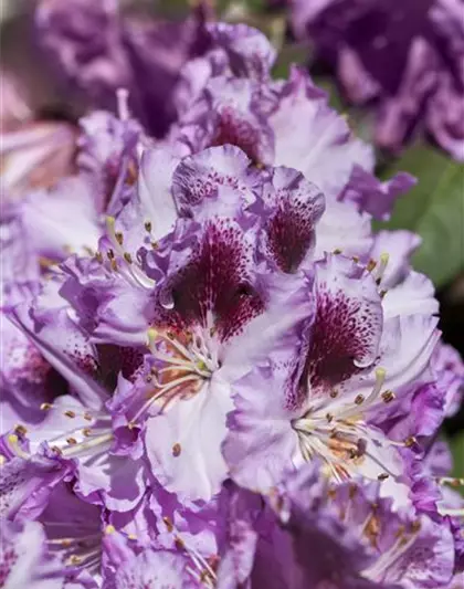 Rhododendron-Hybride 'Pfauenauge'®