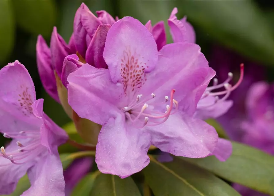 R Rhododendron hybrida 'Catawbiense Boursault' 