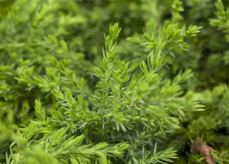 Juniperus communis 'Green Mantle'