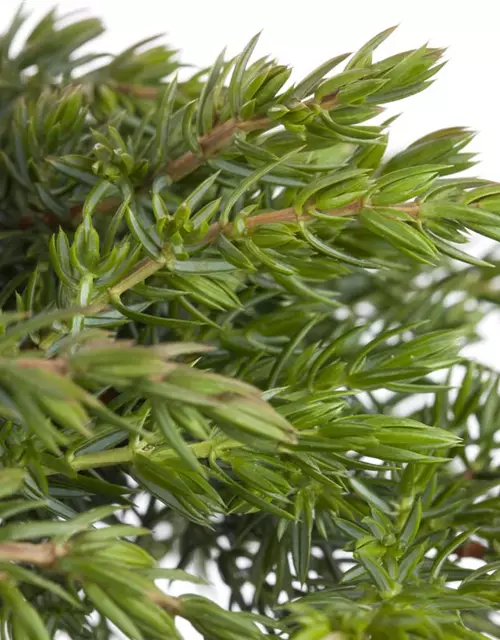 Juniperus communis 'Green Mantle'