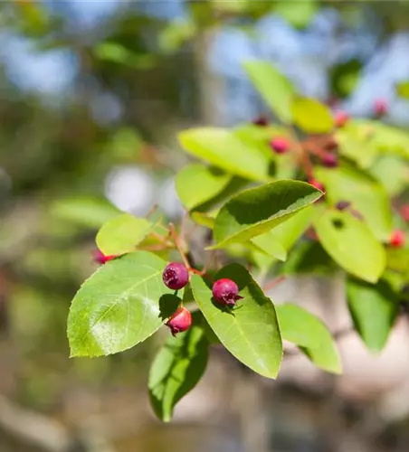 Felsenbirne Polar Fruits® 'Western Juneberry'