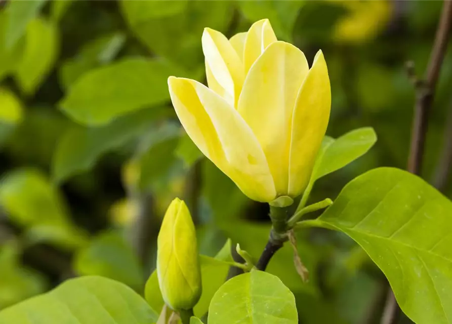 Magnolia brooklynensis 'Yellow Bird'
