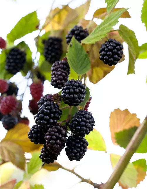 Brombeere Polar Fruits® 'Blackberry'