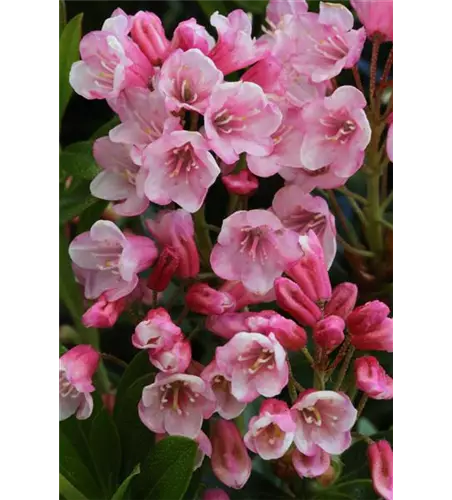 Rhododendron 'Bloombux'® Hecke, Rhododendron micranthum 'Bloombux