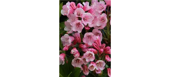 Rhododendron micranthum 'Bloombux'® magenta