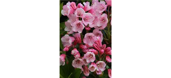 Rhododendron 'Bloombux'® Hecke, Rhododendron micranthum 'Bloombux