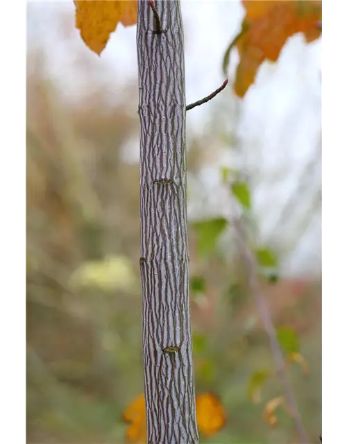 Amerikanischer Streifenahorn