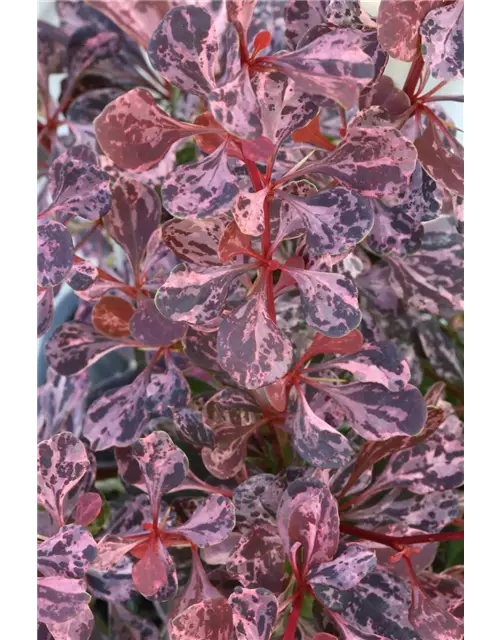 Berberis thunbergii 'Rose Glow'