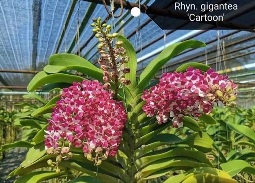 Rhynchostylis gigantea &lsquo;Cartoon&rsquo; white with dark pink spots