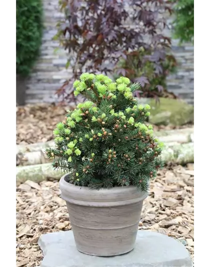 Picea pungens 'Lucky Strike'