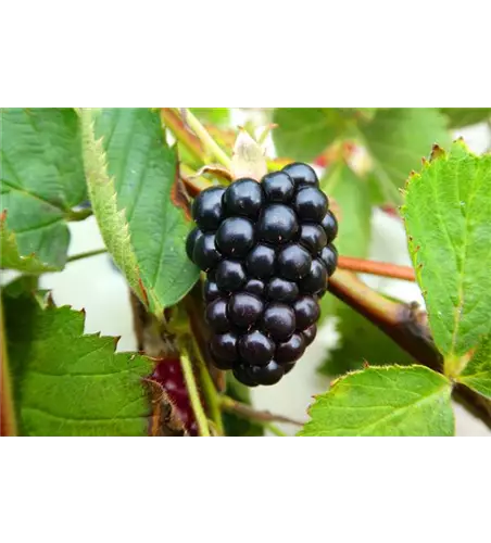 Rubus fruticosus 'Navaho Summerlong'®