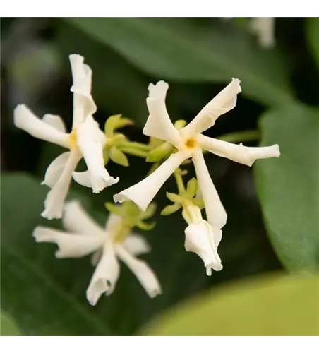 Sternjasmin Tropical Fl´Aroma® 'Exotic Jasmine'