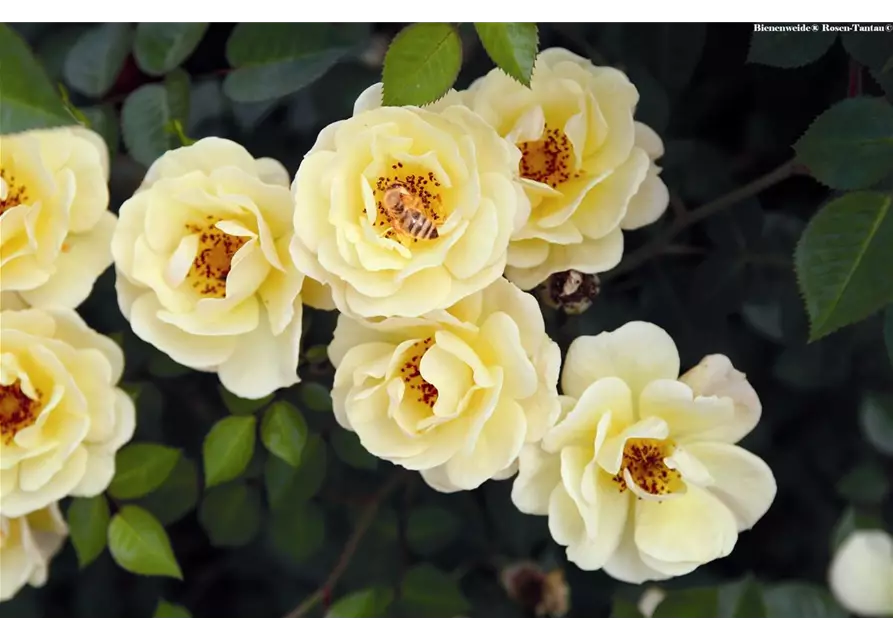Rose 'Bienenweide® Gelb'