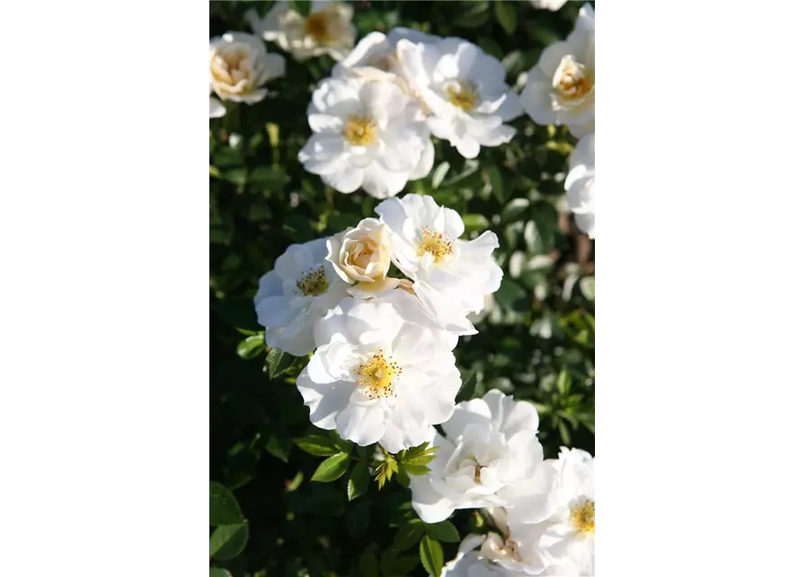 Rose 'Bienenweide® Weiß'
