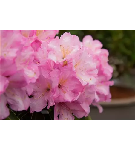 Rhododendron 'Rosé Duft'