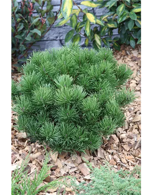 R Pinus mugo 'Pumilio'