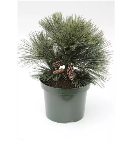 R Pinus strobus 'Secrest'