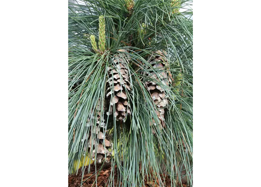 Pinus schwerinii 'Wiethorst'