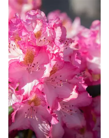 Rhododendron-Hybride 'Junifee'®