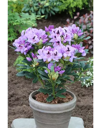 Rhododendron hybrida 'Metallica'