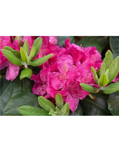 Rhododendron 'Junifreude'