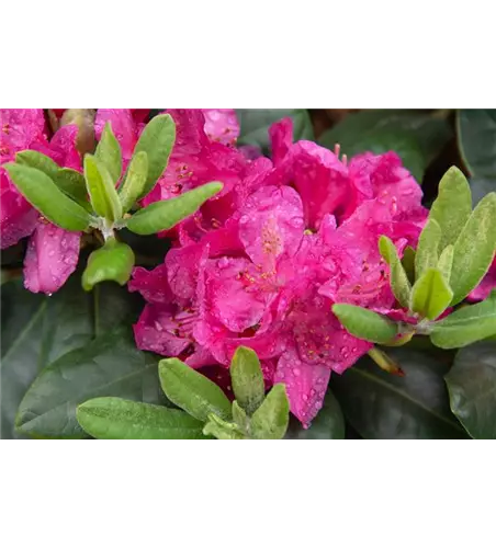 Rhododendron 'Junifreude'