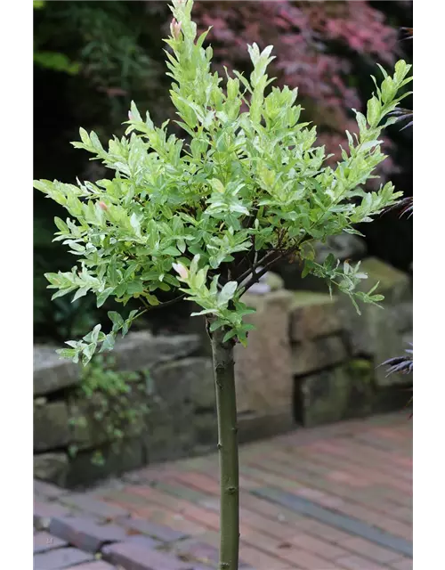 Salix integra 'Hakuro Nishiki'