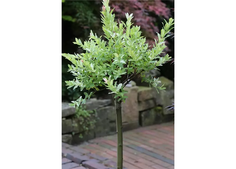 Salix integra 'Hakuro Nishiki'