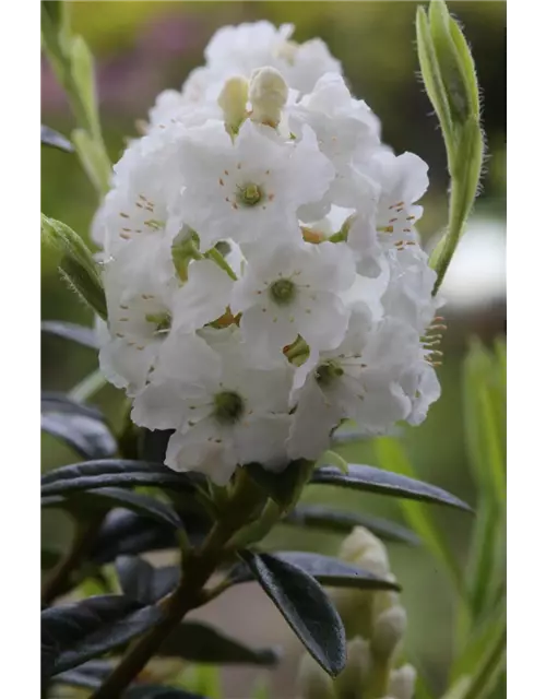 Rhododendron 'Arctic Tern'