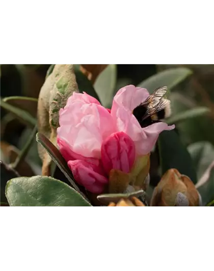 Yaku-Rhododendron 'Bienenkönigin'