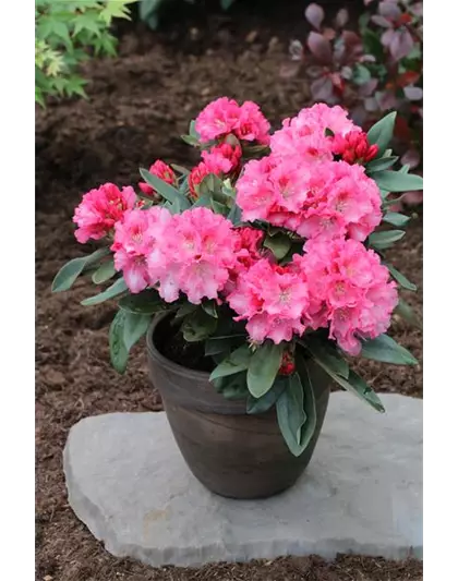 Yaku-Rhododendron 'Tina Heinje'