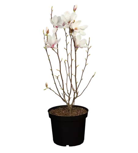 Tulpen-Magnolie