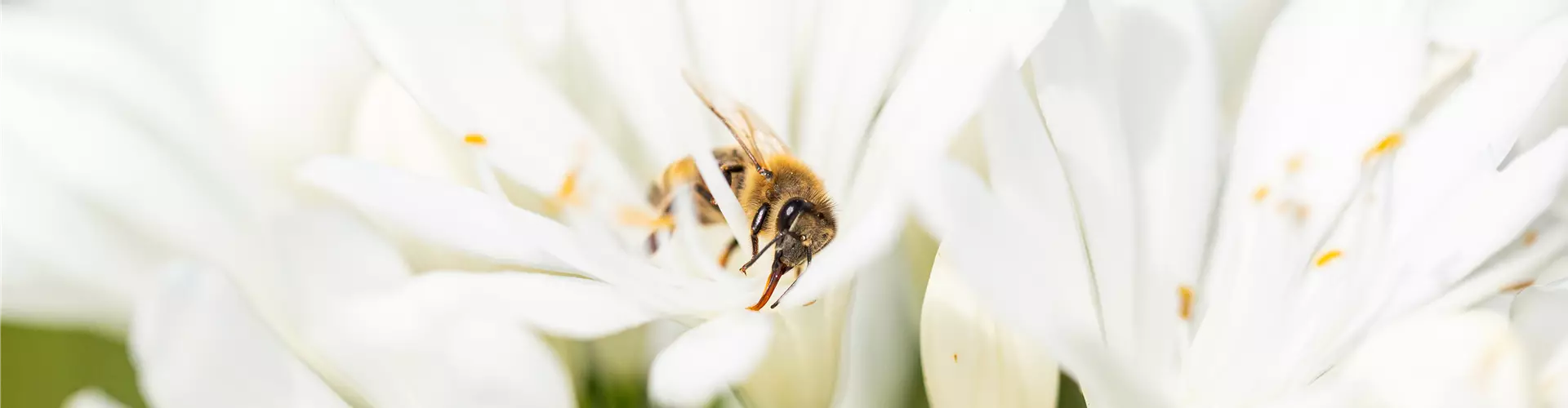 Bienenpflanzen auf dem Balkon