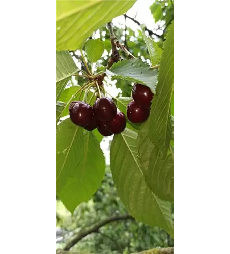 Süßkirsche \'Stella Compact\', Prunus avium \'Stella Compact\' | Obstbäume & Gemüsepflanzen