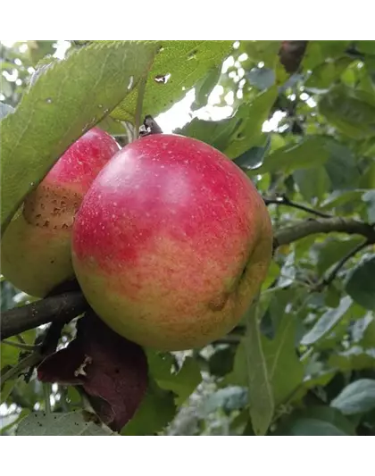 Apfel 'Juwel von Kirchwerder'