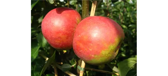 Apfel 'Roter Boskoop'