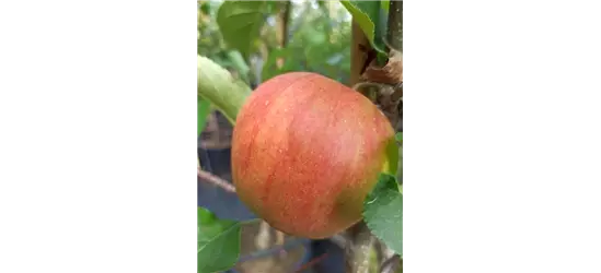 Apfel 'Rubinette Rosso'®