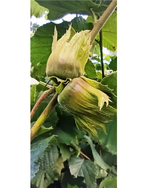Hallesche Riesen Haselnuss 'Hallesche Riesennuss', Corylus avellana 'Hallesche Riesennuss'