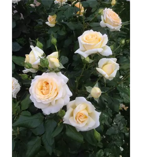 Rhododendron-Hybride 'Anastasia'®